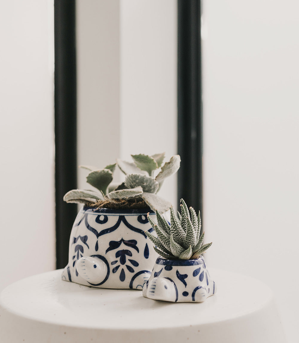 Lalita Baby Turtle Mini Succulent Planter - White, Blue Hand Painted by Matr Boomie