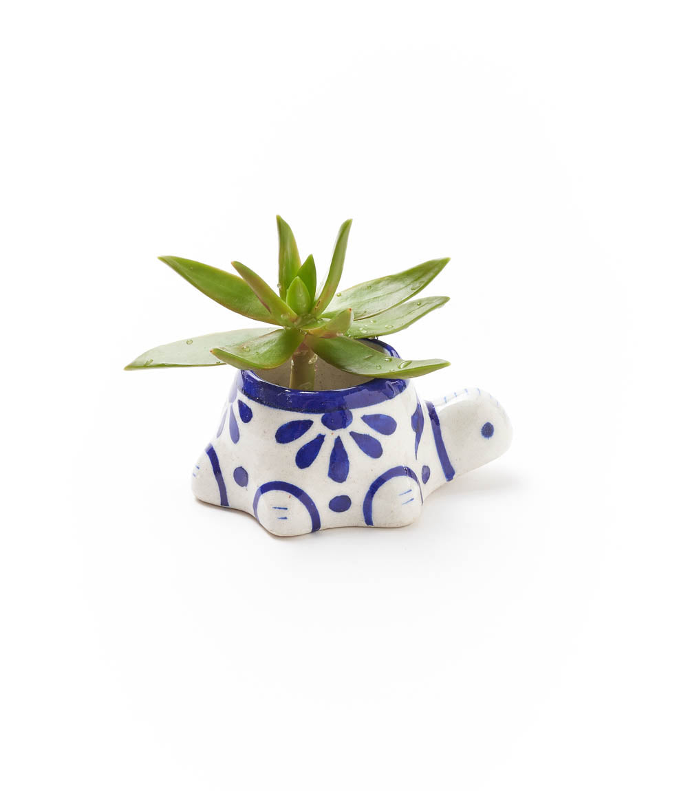 Lalita Baby Turtle Mini Succulent Planter - White, Blue Hand Painted by Matr Boomie