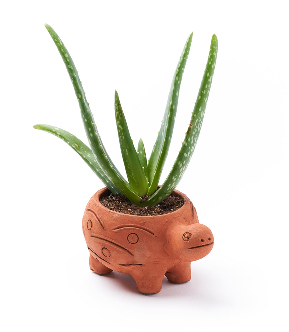 Rakshana Turtle Plant Pot -  Terracotta by Matr Boomie