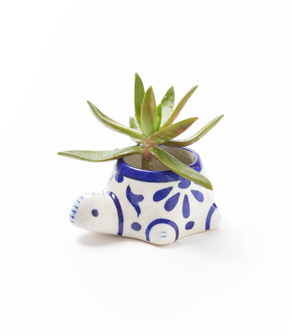 Lalita Baby Turtle Mini Succulent Planter - White, Blue Hand Painted by Matr Boomie