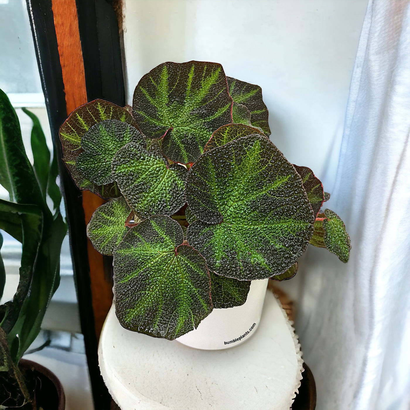 Begonia Soli-Mutata (Sun-Changing Begonia) by Bumble Plants