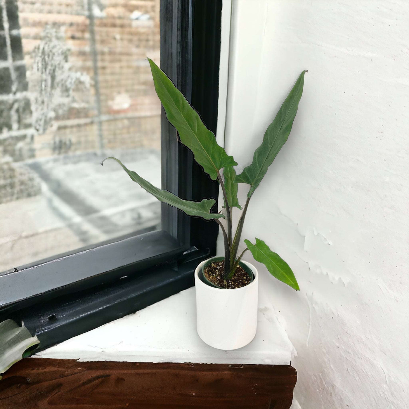 Alocasia Lauterbachiana Purple Sword by Bumble Plants