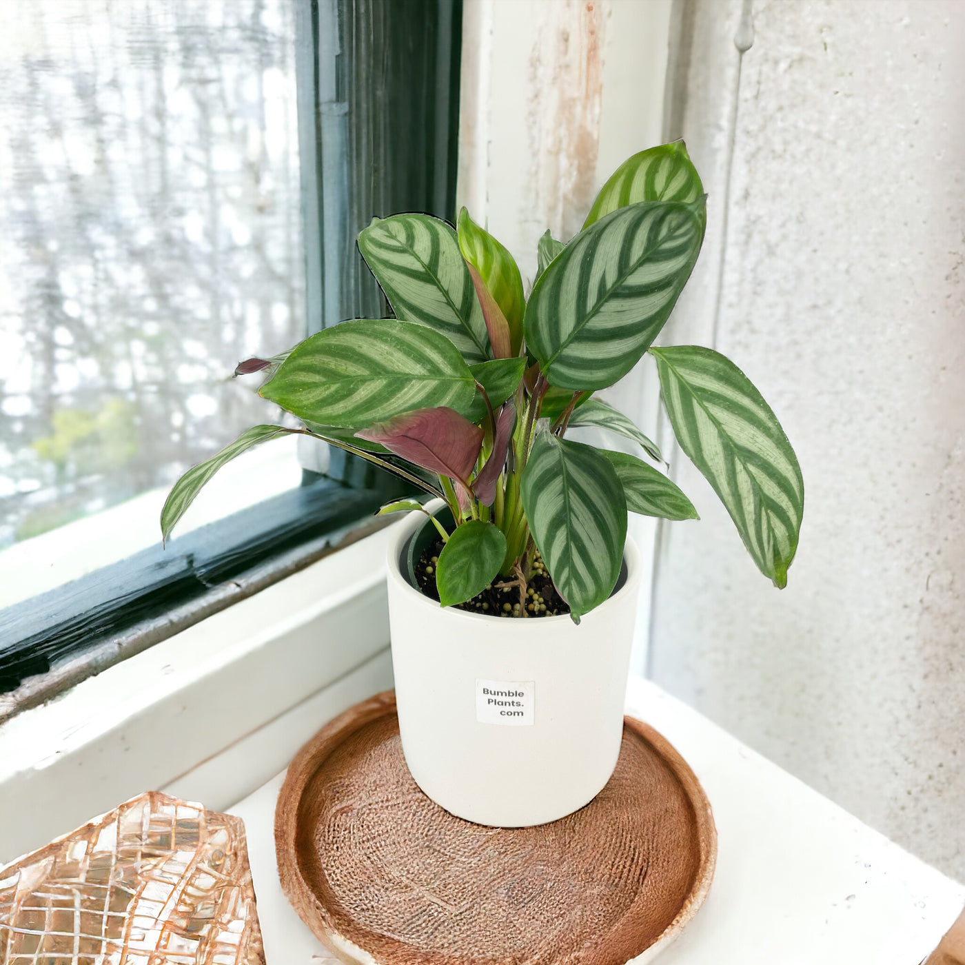 Calathea Freddie by Bumble Plants