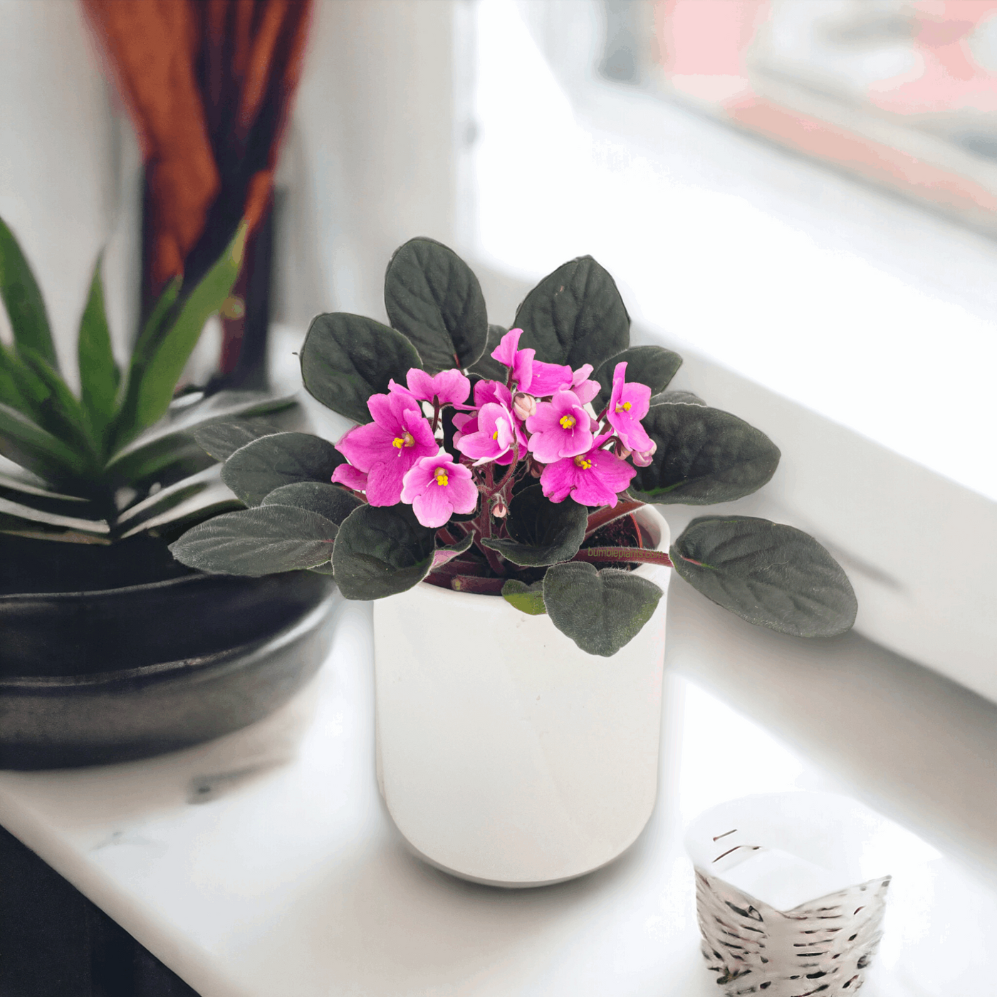 African Violet Saintpaulia by Bumble Plants