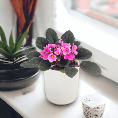 African Violet Saintpaulia by Bumble Plants