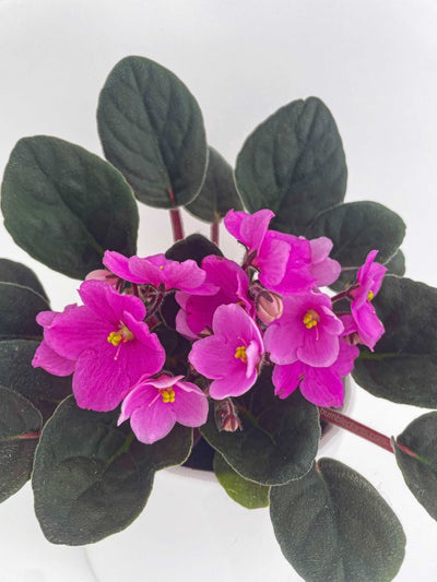 African Violet Saintpaulia by Bumble Plants