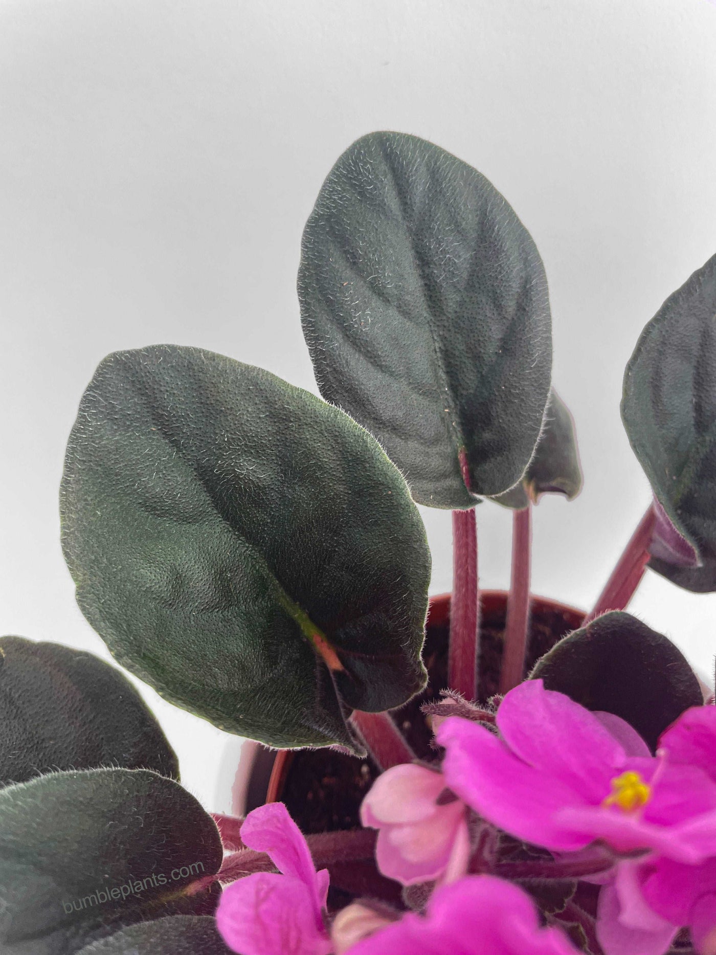 African Violet Saintpaulia by Bumble Plants