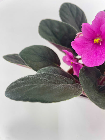 African Violet Saintpaulia by Bumble Plants