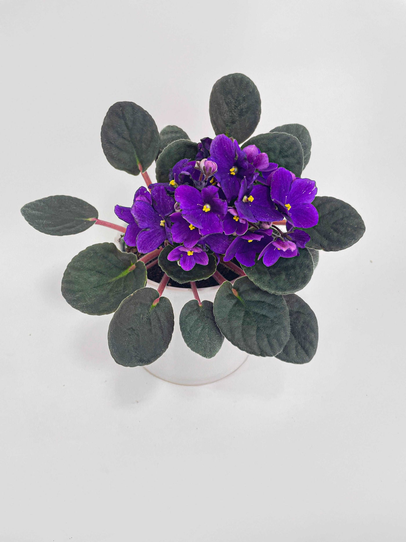 African Violet Saintpaulia by Bumble Plants