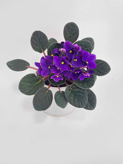 African Violet Saintpaulia by Bumble Plants