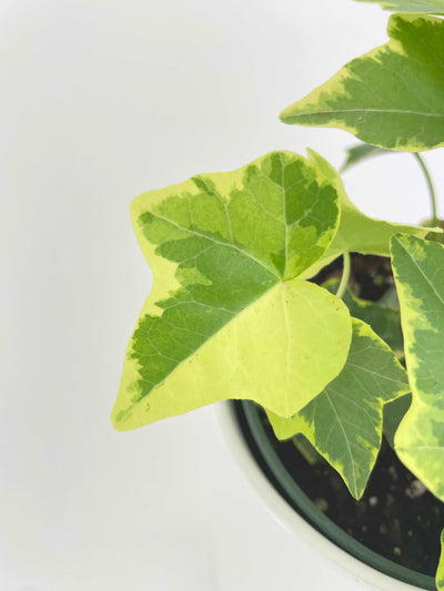 Algeriensis Ivy Hedera Variegata by Bumble Plants