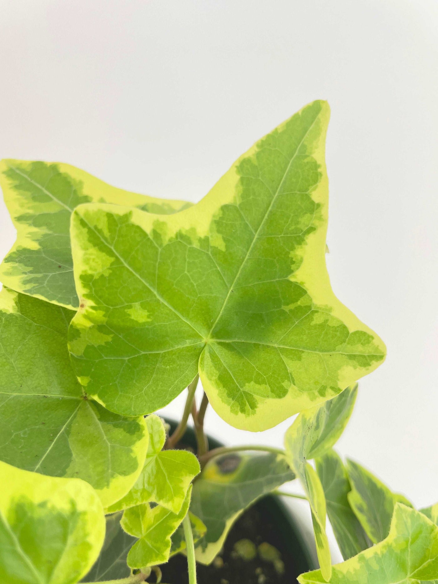 Algeriensis Ivy Hedera Variegata by Bumble Plants