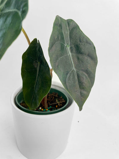 Alocasia X Chantrieri Hybrid by Bumble Plants