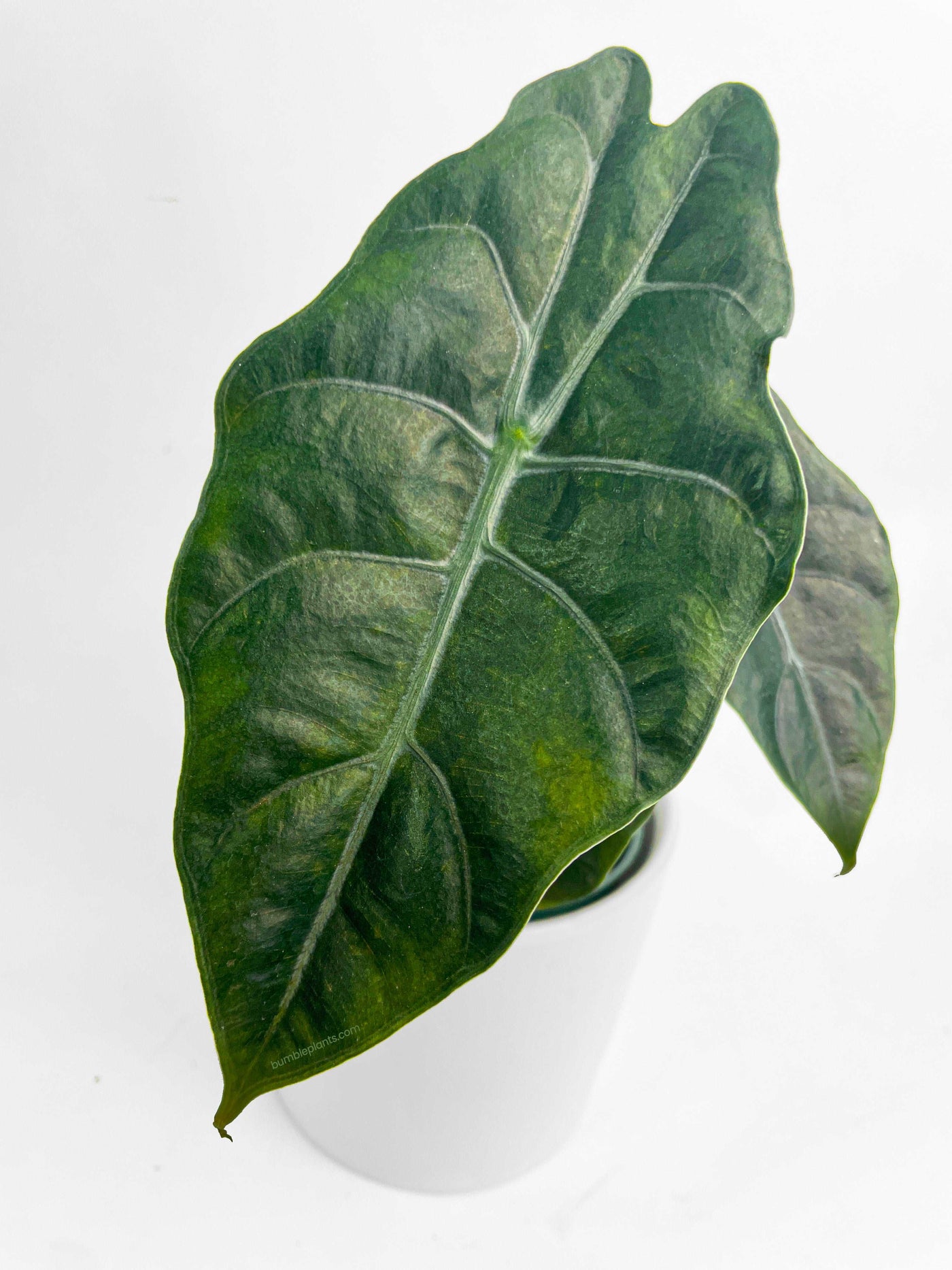 Alocasia X Chantrieri Hybrid by Bumble Plants