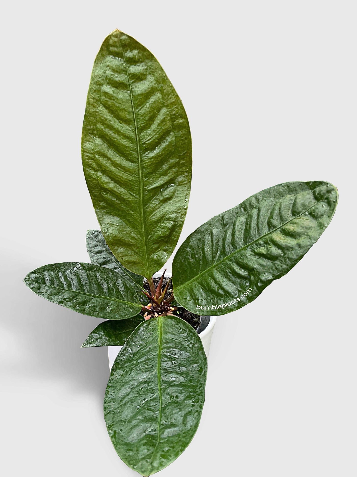 Anthurium Superbum 'Bird's Nest' by Bumble Plants