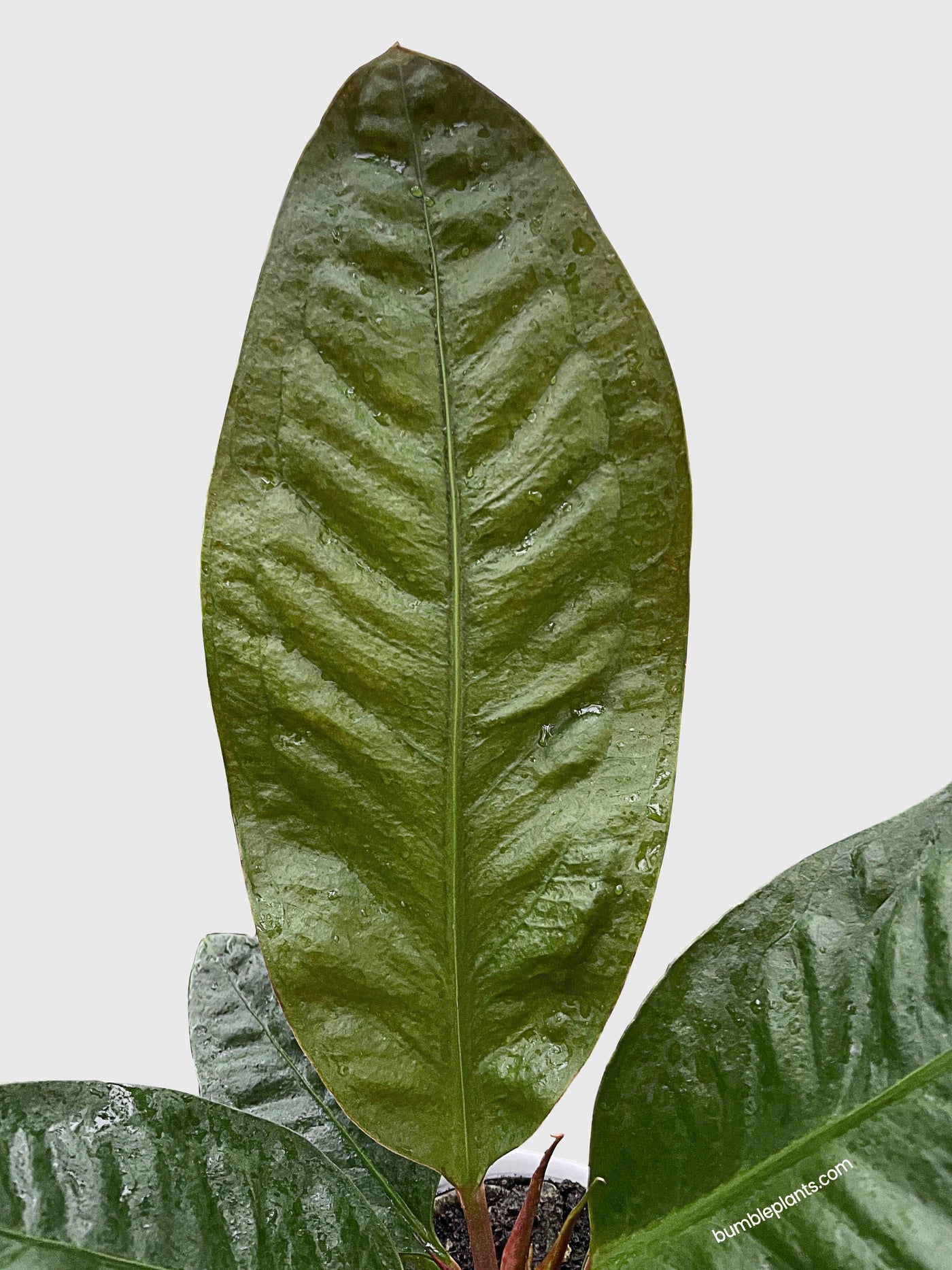 Anthurium Superbum 'Bird's Nest' by Bumble Plants