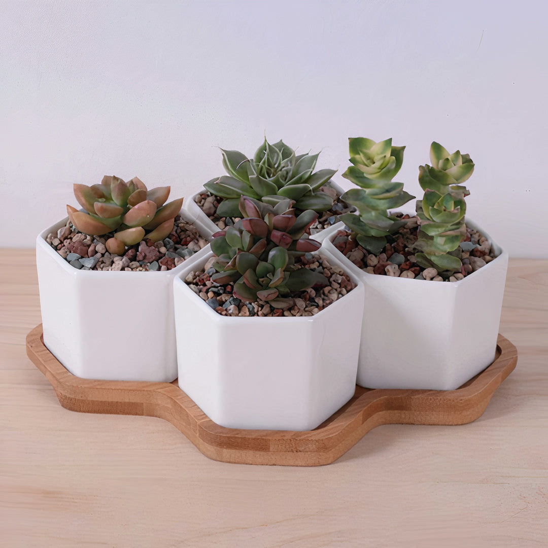 Beehive Planter by ClaudiaG Collection