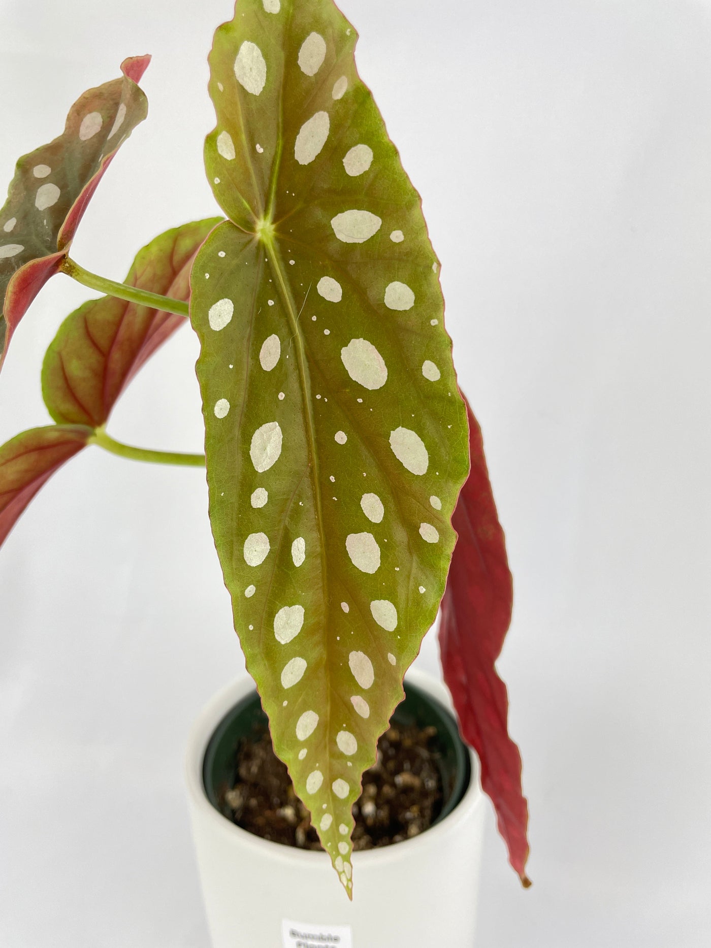 Begonia Maculata by Bumble Plants