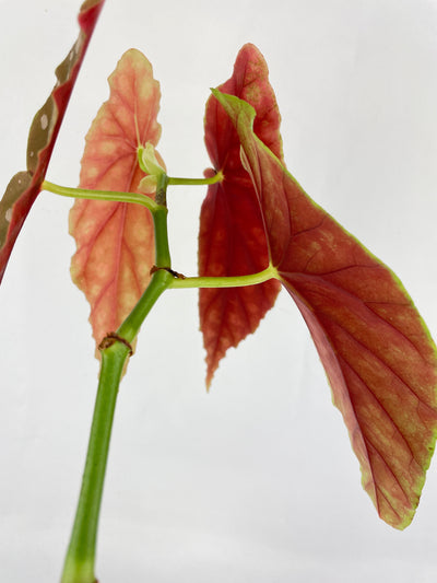 Begonia Maculata by Bumble Plants