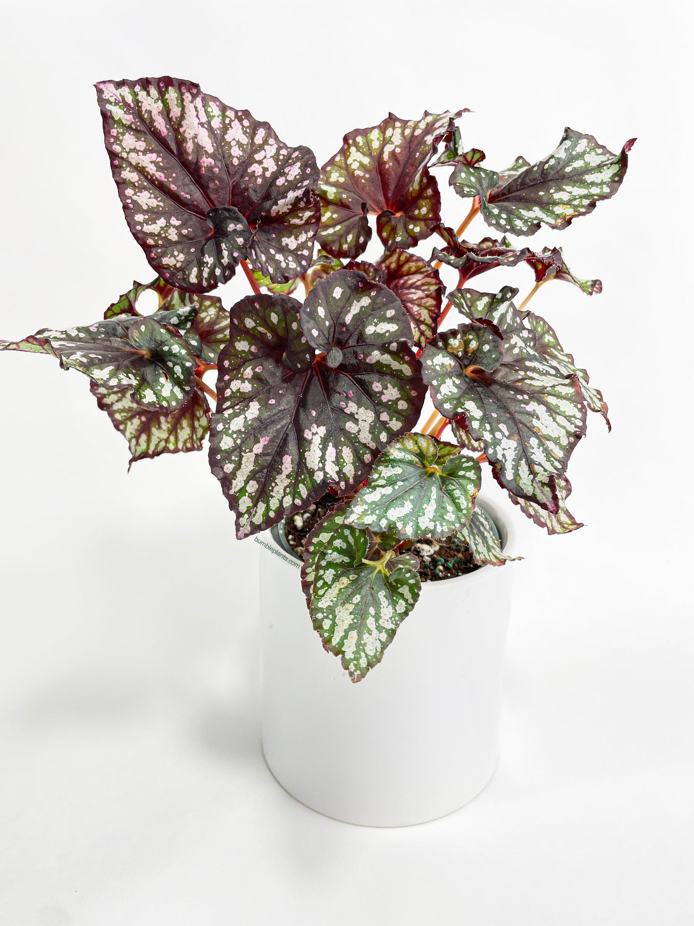 Begonia Rex King Cumbia by Bumble Plants