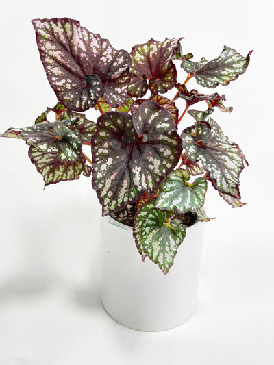 Begonia Rex King Cumbia by Bumble Plants