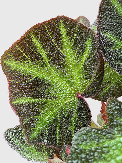 Begonia Soli-Mutata (Sun-Changing Begonia) by Bumble Plants