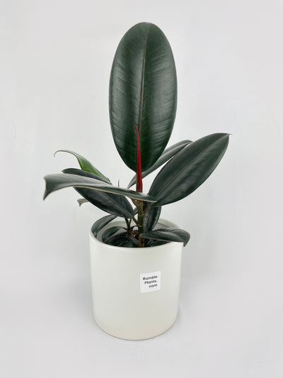 Burgundy Ficus Elastica Black Rubber Plant by Bumble Plants