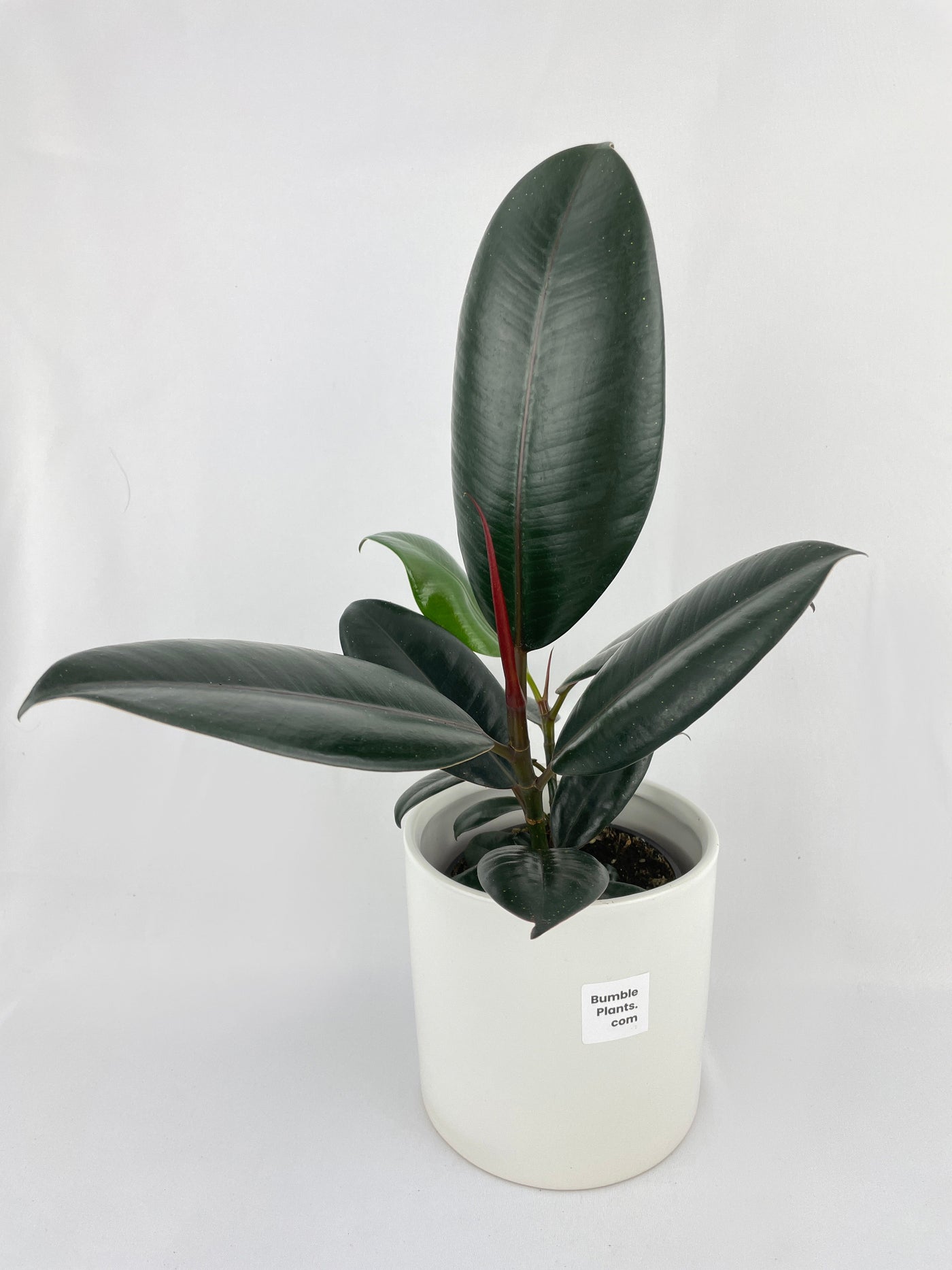 Burgundy Ficus Elastica Black Rubber Plant by Bumble Plants