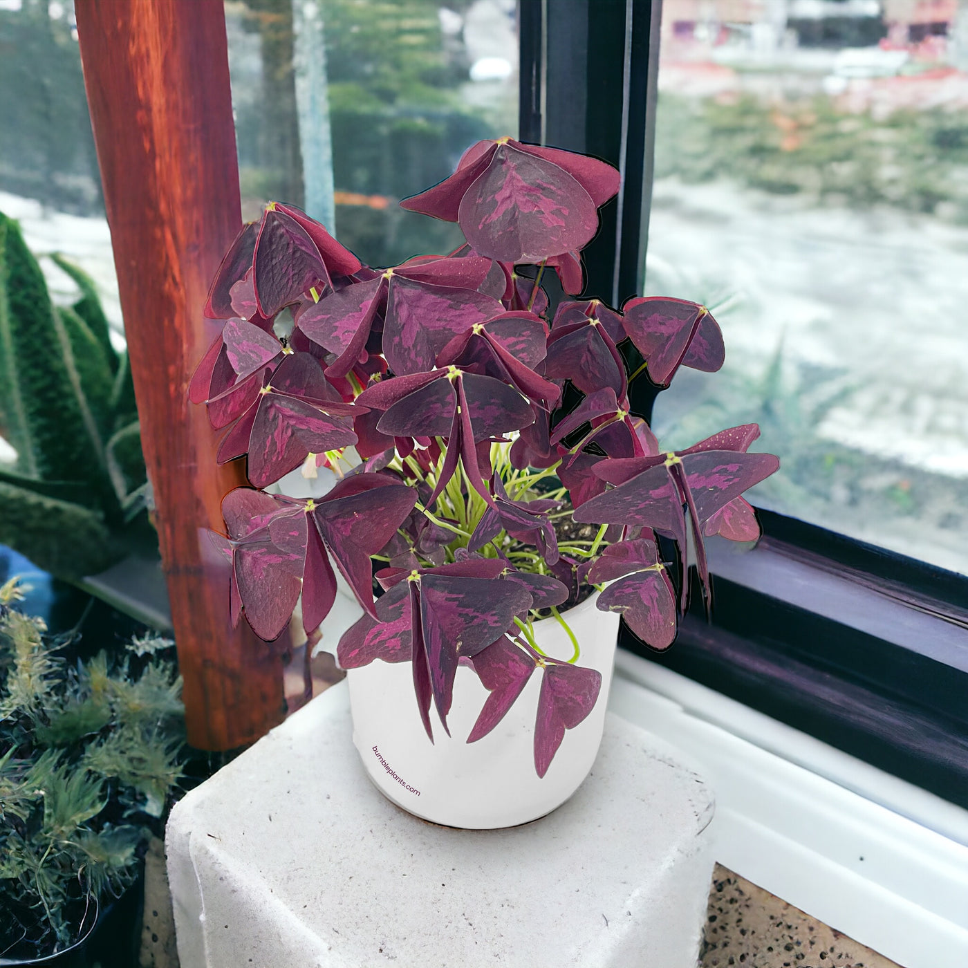 Oxalis Triangularis Purple False Shamrock by Bumble Plants