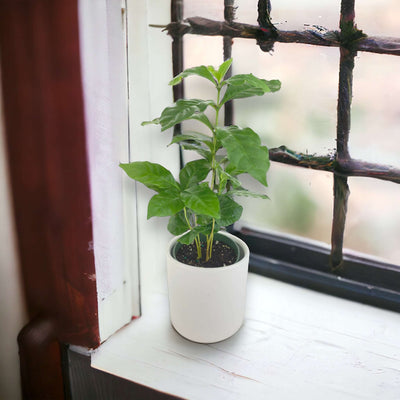 Arabica Coffee Plant "Coffea" by Bumble Plants