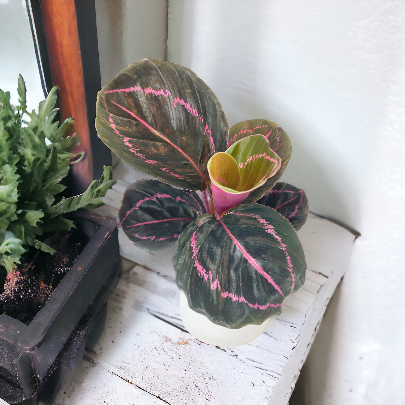 Calathea Dottie Roseopicta by Bumble Plants