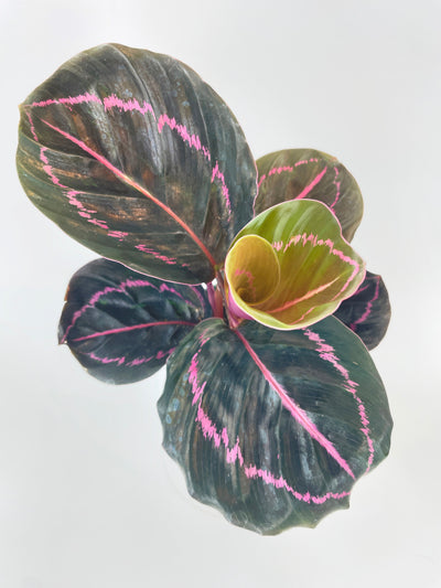 Calathea Dottie Roseopicta by Bumble Plants