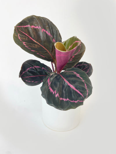 Calathea Dottie Roseopicta by Bumble Plants