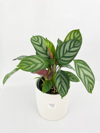 Calathea Freddie by Bumble Plants