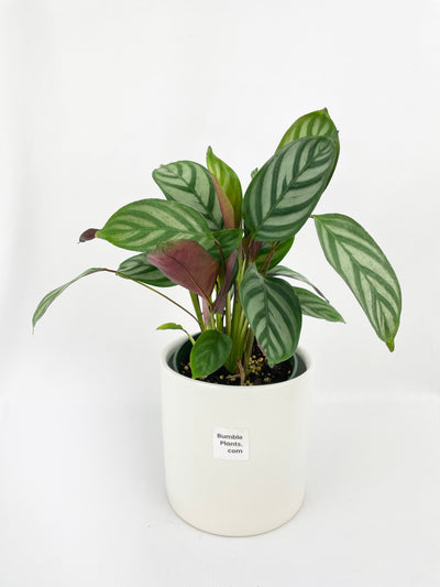 Calathea Freddie by Bumble Plants