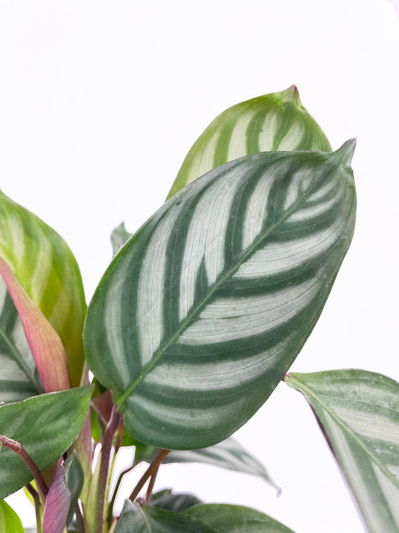 Calathea Freddie by Bumble Plants