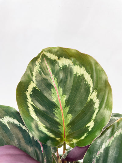 Calathea Medallion by Bumble Plants