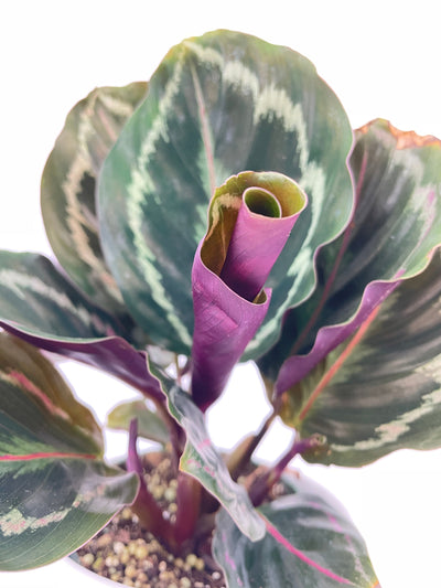 Calathea Medallion by Bumble Plants