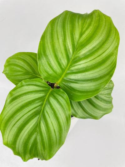 Calathea Orbifolia by Bumble Plants