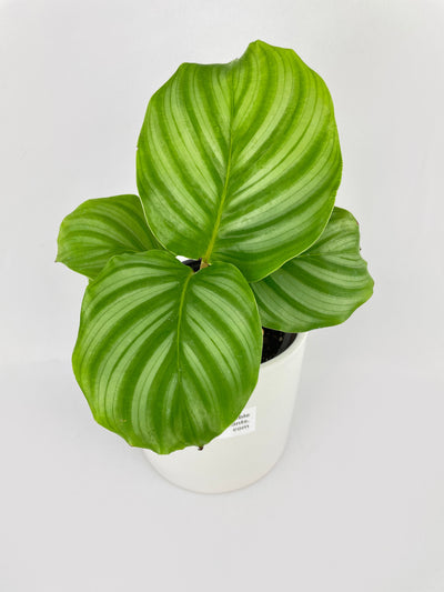 Calathea Orbifolia by Bumble Plants