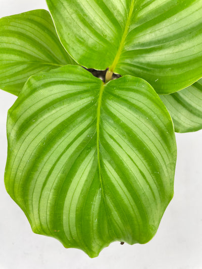 Calathea Orbifolia by Bumble Plants