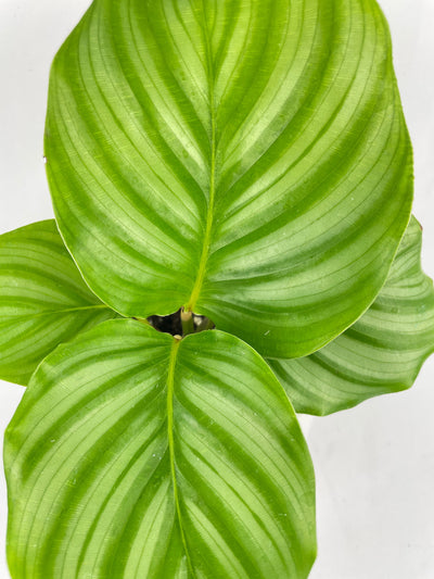 Calathea Orbifolia by Bumble Plants