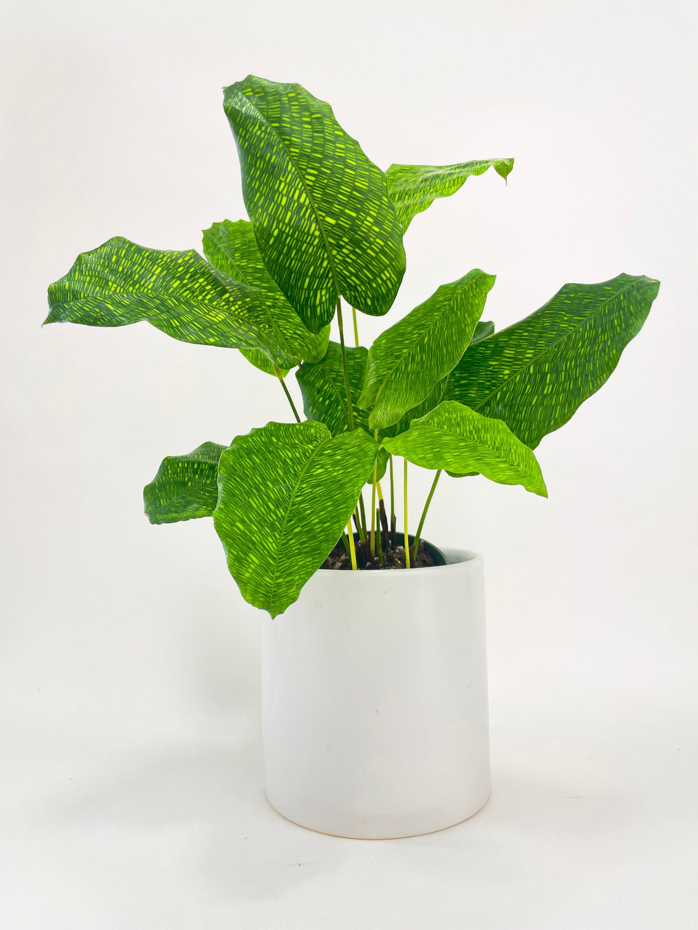 Calathea Musaica 'Goeppertia Kegeljanii' by Bumble Plants