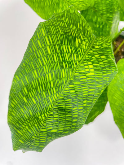 Calathea Musaica 'Goeppertia Kegeljanii' by Bumble Plants