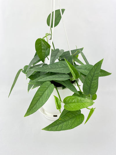 Epipremnum Pinnatum ‘Cebu Blue’ Pothos by Bumble Plants