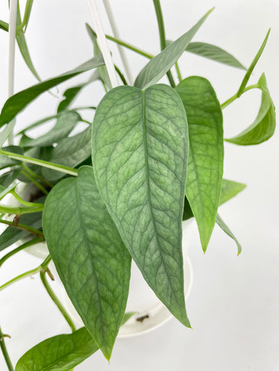 Epipremnum Pinnatum ‘Cebu Blue’ Pothos by Bumble Plants