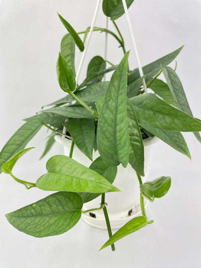 Epipremnum Pinnatum ‘Cebu Blue’ Pothos by Bumble Plants