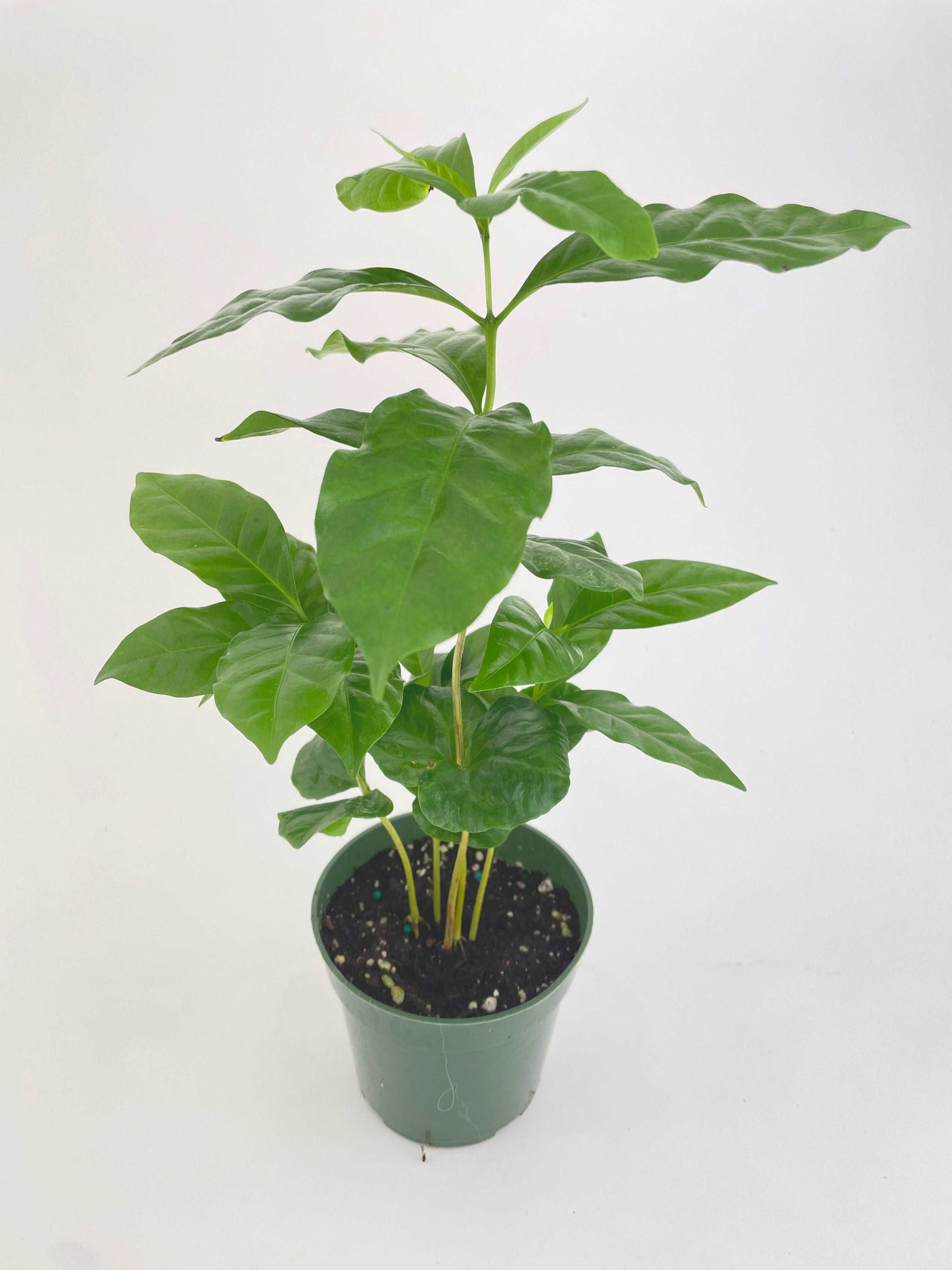 Arabica Coffee Plant "Coffea" by Bumble Plants