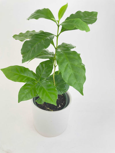 Arabica Coffee Plant "Coffea" by Bumble Plants