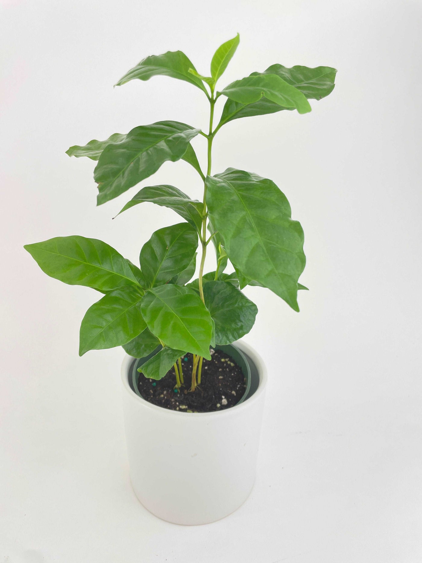 Arabica Coffee Plant "Coffea" by Bumble Plants